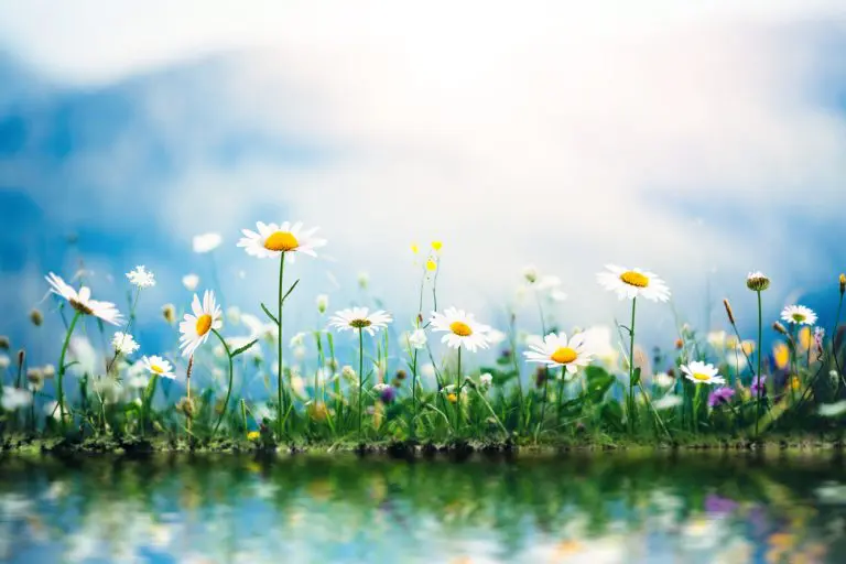 Daisies by the lake