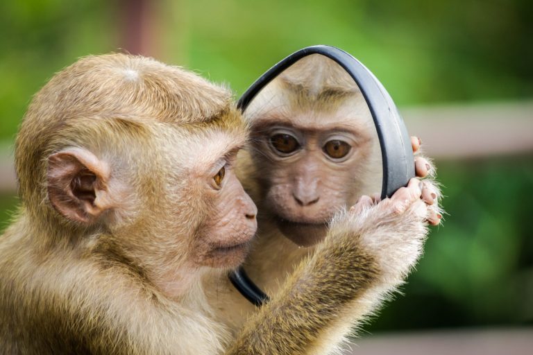 Monkey narcissist